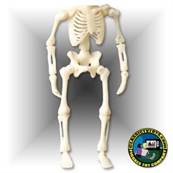 Skeleton Bodies