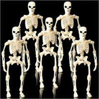 8 Inch Skeleton Bodies