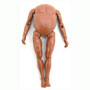 8 inch Male Articulated Brown Fat Body