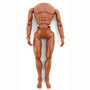 8 inch Male Articulated Brown Body