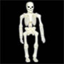8 Inch Skeleton Articulated Figure